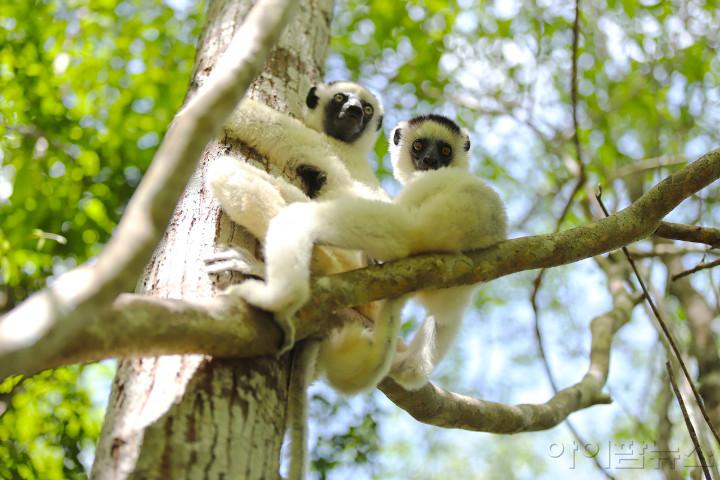 수정됨_시파카 원숭이 뭘봐, 무른다바, 마다가스카르.jpg