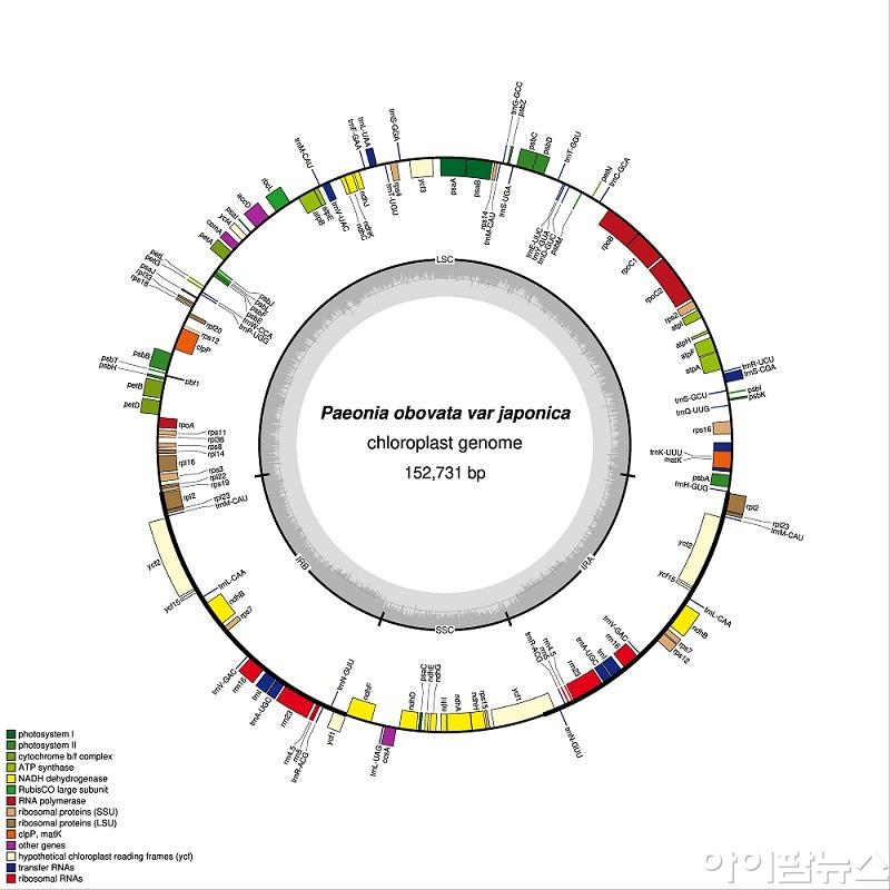 백작약의 엽록체 게놈 지도.jpg